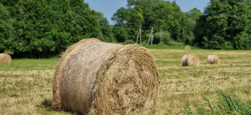 ŽŪM ūkininkams nustatė papildomus paramos reikalavimų palengvinimus