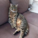 Dingo katinas Rainis