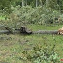 Rokiškį nusiaubė audra (video+foto)