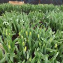 Tulpių ambasadoriai Trukšniai intensyviai ruošiasi savaitgaliui