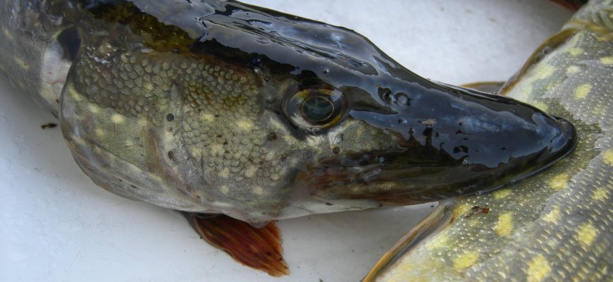 Įsigaliojo draudimas žvejoti lydekas