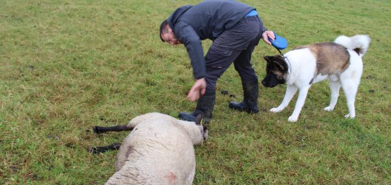 Obelių pašonėje vilkai išguldė ūkininko avis