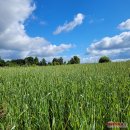 Žemės ūkio aktualijos – nuo melioracijos iki pasėlių deklaravimo