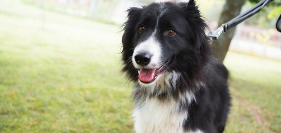 Plinta naujas sukčiavimo būdas –  „globoti“ neteisėtai nusavintus augintinius