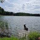 Ilzenbergo dvaro tradicija – šunų festivalis: šį kartą nustebino aklo šuns pasirodymas (foto)