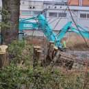 Tvarkoma AB „Rokiškio Sūris“ teritorija (video+foto)