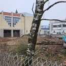 Tvarkoma AB „Rokiškio Sūris“ teritorija (video+foto)