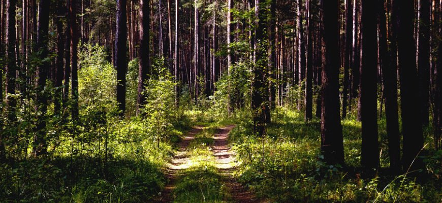 „Misija Sibiras“ atskleidė, kur vyks šių metų ekspedicija