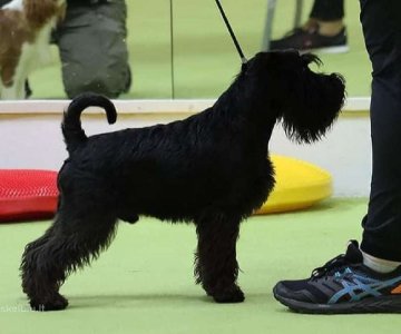 Kilmingi juodi Cveršnauceriai