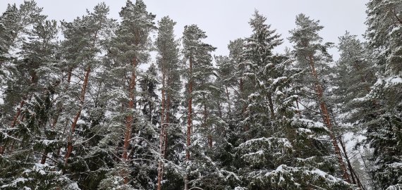 Naujiems miškams veisti šiemet bus skirta 1,3 mln. eurų