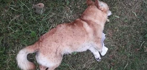 Taikos gatvėje lazda mirtinai uždaužytas šuo