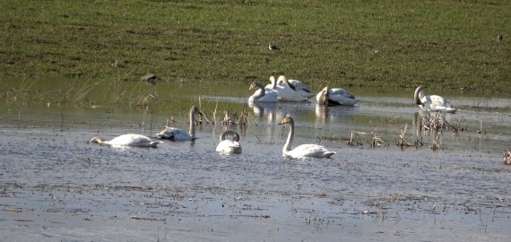 Ties viaduku – 20 gulbių (foto+video)