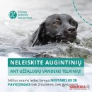 Tirpstantis ledas ant vandens telkinių pavojingas ne tik žmonėms, bet ir gyvūnams: kaip apsaugoti savo augintinius?