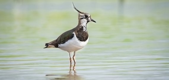 Pašto ženklus ir atvirlaiškius papuoš skardžiabalsės pempės