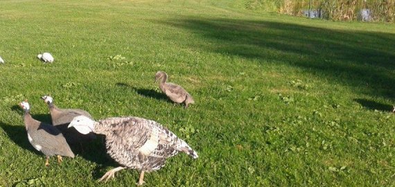 Rokiškėnai jau gali nurimti – gulbiukas Eur-as/-ė sustiprėjo ir susirado naujų draugų