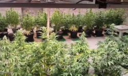 Kupiškio rajono sodyboje – kanapių plantacija (video)