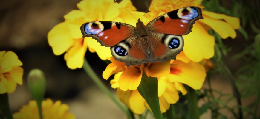 XXII-oji tarptautinė ansamblių šventė „Širdyje pavasarį nešu“