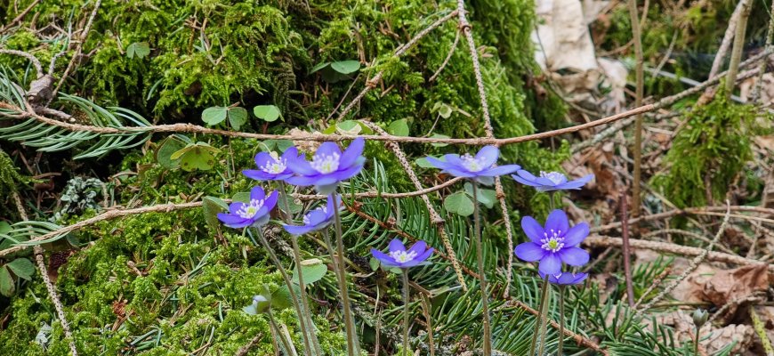 Sinoptikė žada permainingą savaitę ir pavasariškai šiltas Velykas