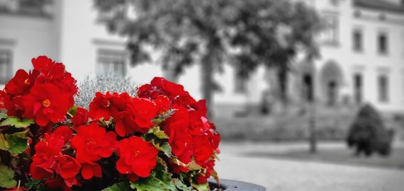 Rokiškio dvaro rūmų 220 metų jubiliejui skirta knyga „Rokiškio dvaro rūmų valgomojo interjeras. Nuo Egipto iki Zakopanės