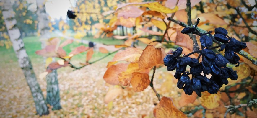 Rugsėjo 11 d. Lailiūnuose rudens šventė „Po darbelių, po darbų“