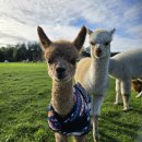 Tituluočiausias alpakų ūkis Lietuvoje priklauso Klaipėdoje gyvenantiems kraštiečiams T. ir G. Tarvydavičiams (foto)