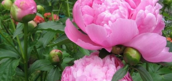 Dar spėsite prisiskinti šių žiedų: garsėja neįtikėtina nauda sveikatai