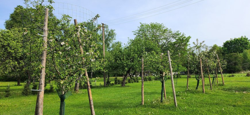Vaismedžių ir vaiskrūmių augintojai skaičiuoja matomus nuostolius, bet ramiai priima tokį pavasarį