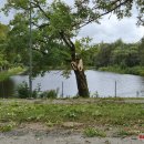 Rokiškį nusiaubė audra (video+foto)