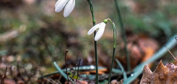 Pavasarinės šilumos sulauksime dar šią savaitę