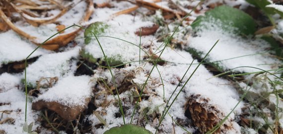 Orai: savaitė bus žiemiška