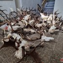 Rajono medžiotojai suskaičiavo raguotuosius trofėjus: Pandėlio girioje sumedžiotas unikalus gamtos reiškinys (foto)