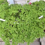 Kvepiančioji pelargonija (Jeronimas)