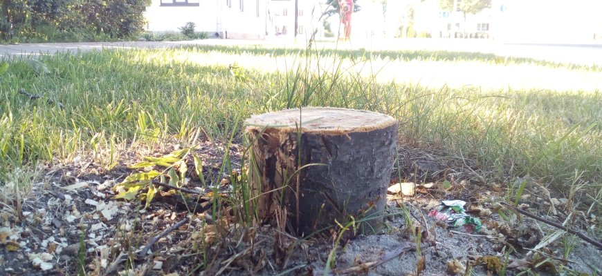 Pagaliau pričiupo: pareigūnai pagavo tris chuliganus, Kauno gatvėje pjausčiusius liepaites