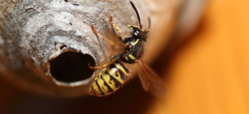 Širšės puola, arba siuprizas rekuperacinėje sistemoje