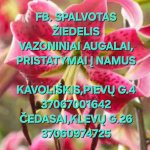 Vazoninės gėlės