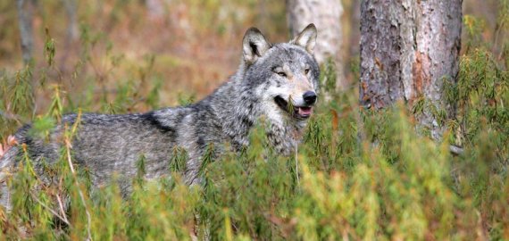 Prasideda vilkų puotos: Jūžintuose sudraskytos 9 avys
