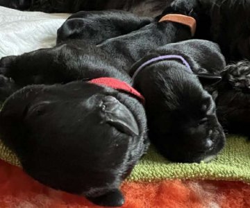 Kilmingi juodi Cveršnauceriai