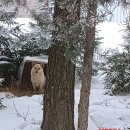 125 serijos šuns Sniegiaus istorijos 