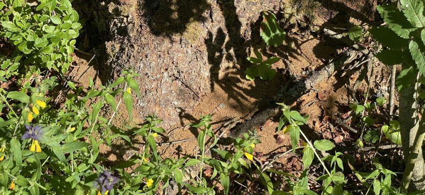 Valstybinė miškų tarnyba ragina tvarkyti stichinių nelaimų zonose pažeistus eglynus