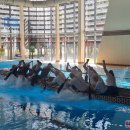 Neatrasti savaitgalio potyriai – rokiškėnai praleido progą „susipažinti“ su drakono valtimi (foto+video)
