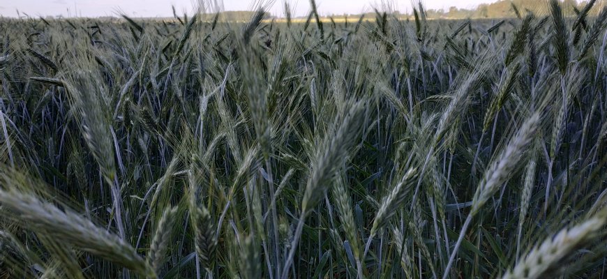 Techninė apžiūra bus privaloma visai pesticidų puškimo įrangai