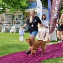 Ilzenbergo dvaro tradicija – šunų festivalis: šį kartą nustebino aklo šuns pasirodymas (foto)