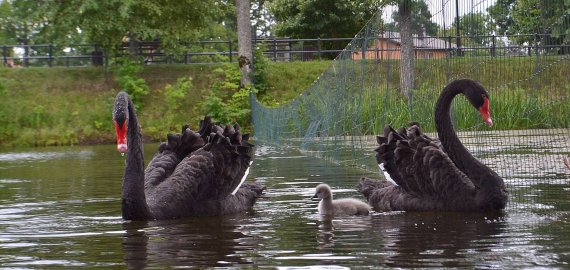 Krikštynos Rokiškio dvaro tvenkinyje (foto)