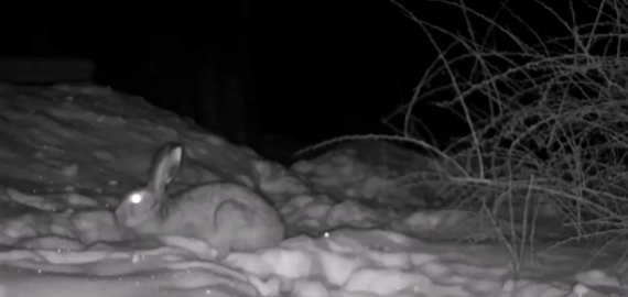 Andriūnų kaime esančioje sodyboje naktimis lankosi keturkojai svečiai (video)