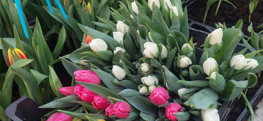 Tulpių ambasadoriai Trukšniai intensyviai ruošiasi savaitgaliui