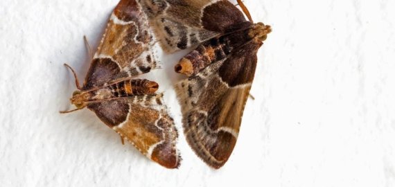 Po karštos vasaros suaktyvėjo kandys: kaip apsaugoti maisto produktus?  