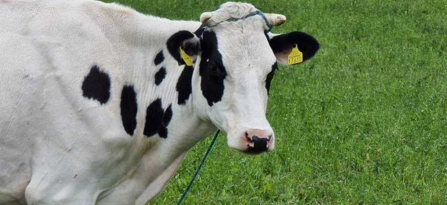 Pieno supirkimo kaina pernai augo, bet liko žemiau 2022 m. rekordo