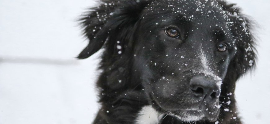 Veterinarijos klinika: pasirūpinkite savo augintiniais