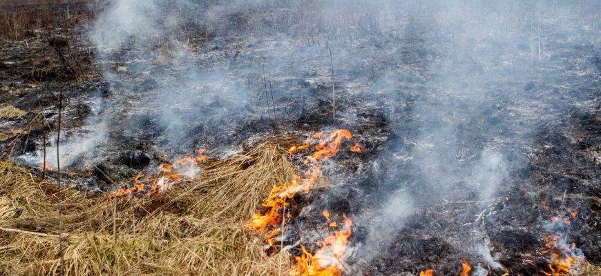 Degančią žolę trečiadienį gesino keturis kartus