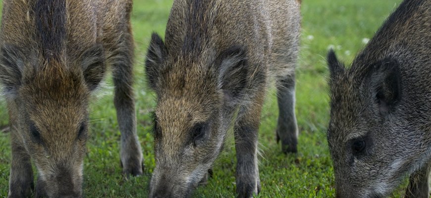 Afrikinio kiaulių maro žemėlapis plečiasi: tarp 22 viruso paliestų savivaldybių – ir Rokiškio rajonas